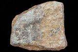 Polished Dinosaur Bone (Gembone) Section - Colorado #73039-1
